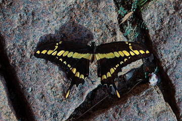 Top-down view of a vibrant black and yellow butterfly with open wings resting on a rough, reddish-brown rock, surrounded by sparse green foliage in a natural outdoor setting.