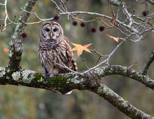 Barred Owl Perched