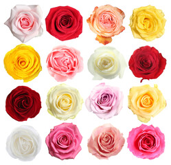 Obraz premium Collection of beautiful roses isolated on white