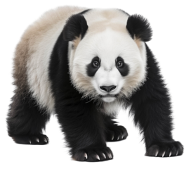 Giant Panda on white background.