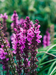 Salvia flower