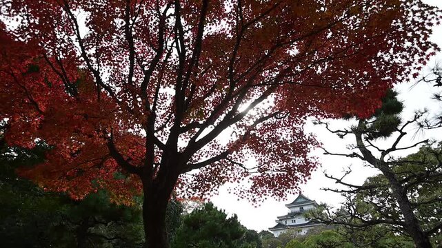 秋の和歌山城 （和歌山県和歌山市, 2025年12月）