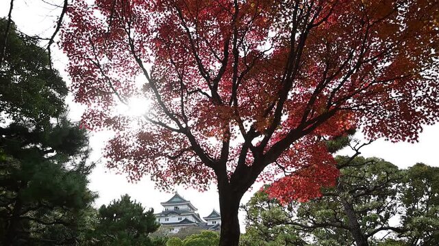 秋の和歌山城 （和歌山県和歌山市, 2025年12月）