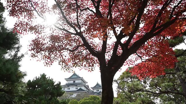 秋の和歌山城 （和歌山県和歌山市, 2025年12月）