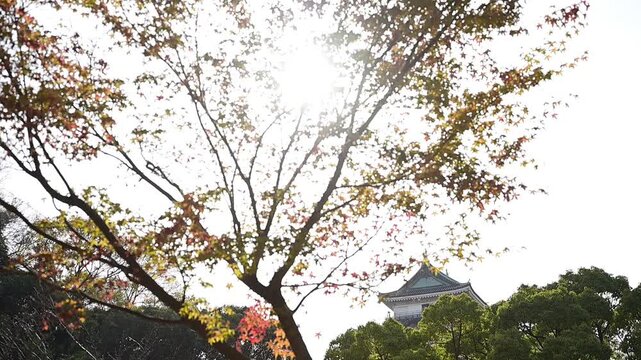 秋の和歌山城 （和歌山県和歌山市, 2025年12月）
