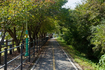 Tree Tunnel on the Cycleway