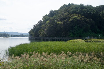 Wetland Edge Along Uiam Lake