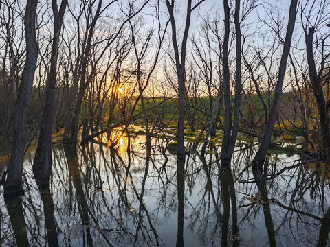 Flooded forest at sunset