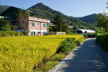 Rice Field beside Village Lane