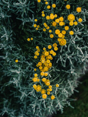 Yellow flowers in the garden