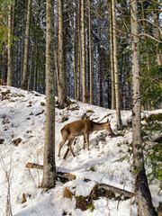 Roe deer standing in a snow-covered forest on the way to Morskie Oko in Zakopane, Poland. Winter wildlife scene in natural mountain environment. © shustrilka