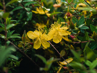 yellow flowers in the garden
