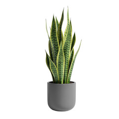 Realistic Snake Plant in Green Pot with Transparent Background © MUHAMMAD DENNI