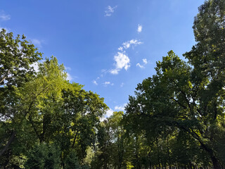 Forest Canopy Frame Blue Sky with White Clouds Low Angle Perspective