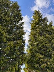 Forest Canopy Frame Blue Sky with White Clouds Low Angle Perspective