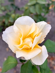 Coral Pink Rose Blooming amid Lush Green Leaves