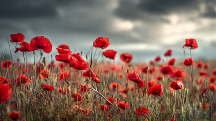 Obraz premium Viintimate apparelnt red poppies with delicate petals and textured green stems in a sprawling flower field under a cloudy sky