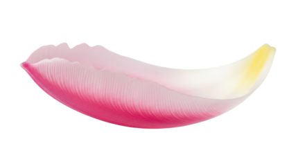 Single pink and yellow gradient tulip petal isolated on black background flower, Isolated On Png Transparent Background
