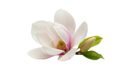 Naklejka premium Delicate white magnolia flower with pink streaks and green leaves on black image, Isolated On Png Transparent Background