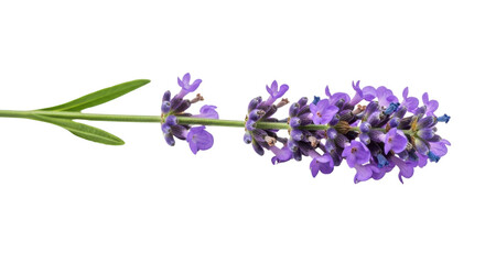 Obraz premium Single lavender stem with purple flowers and green leaves isolated on black image, Isolated On Png Transparent Background