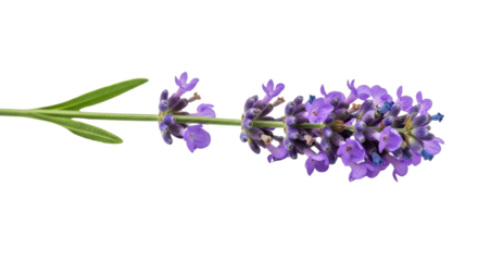 Single lavender stem with purple flowers and green leaves isolated on black image, Isolated On Png Transparent Background