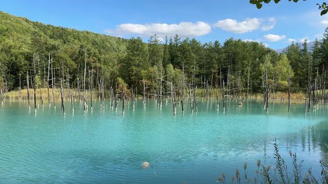 Blue Pond in Shirogane, Biei, Kamikawa District, Hokkaido, Japan in September, summer to autumn season. beautiful early autumn view of Blue Pond or Aoiike