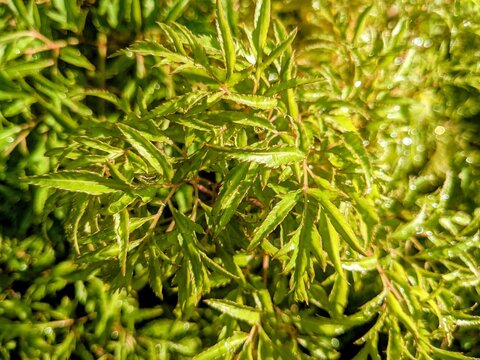 A vibrant close-up of bright green, deeply lobed leaves with jagged edges, possibly an Aralia or Polyscias plant, glistening in the sunlight. A lively nature and garden background texture