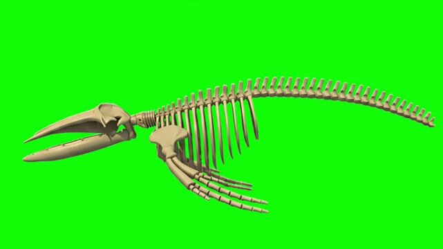 
Humpback Whale Skeleton 3D Swimming  onl Green Screen Background - Marine Mammal Bones Chroma Key