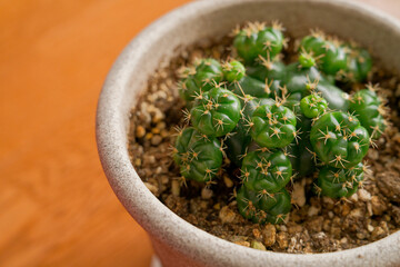 子株が沢山のサボテン