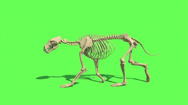 Bear Skeleton 3D Model  Walking on Green Screen - Grizzly Polar Bear Bones Anatomy Chroma Key
