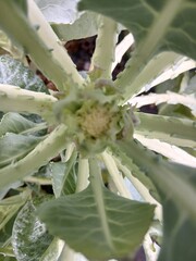 Close-Up of a Young Cauliflower Plant