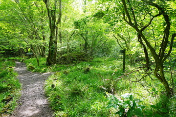 Obraz premium shiny forest in the delightful sunlight