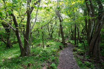 Fototapeta premium shiny forest in the delightful sunlight