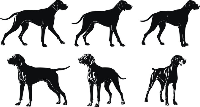 lack Silhouette Set of Pointer Dog Breed in Various Poses and Stances Vector Illustration for Hunting Pet Animal Logo Design and Decals