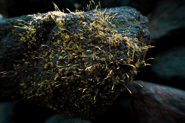 Intricate close-up reveals vibrant green moss and delicate plant sprouts clinging to a textured, dark rock surface, softly illuminated by a natural light source, highlighting the resilience and beauty