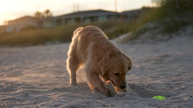 Cutte Golden Retriver digging a hole on the beach
