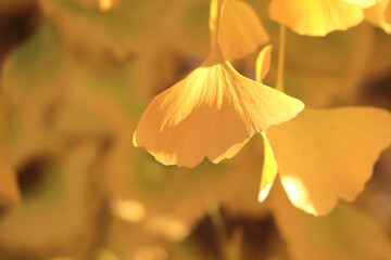 イチョウ　バックグラウンド