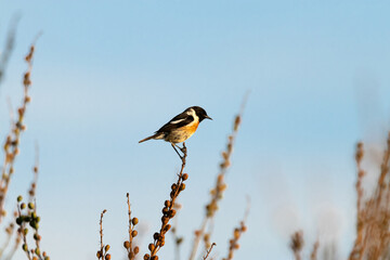 Tarabilla común macho (Saxicola rubicola) en la punta  de la ramita 