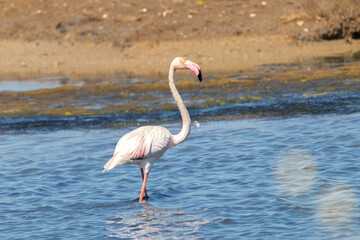 Un solitario Flamenco común (Phoenicopterus roseus) patrullando  la laguna