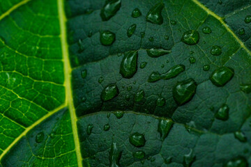 Lush green leaf adorned with sparkling water droplets, capturing the intricate natural patterns and the revitalizing essence of environmental freshness and growth