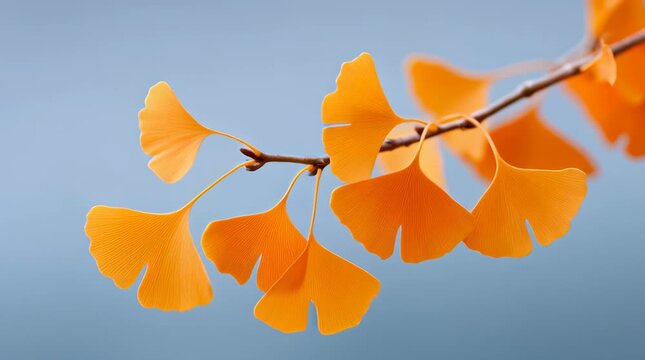 Autumn ginkgo leaf branch with orange tones and delicate leaves evoking calm seasonal transition and natural botanical beauty