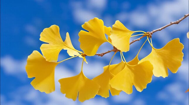 Golden ginkgo leaf against blue sky showing fan shaped foliage and peaceful autumn fall atmosphere with natural light