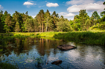 Quiet forest pond with calm water, green grass, and trees under a blue sky. Natural outdoor scene suitable for nature, environment, and landscape concepts.