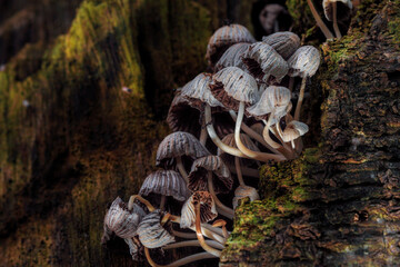 A captivating cluster of small, delicate mushrooms with greyish-brown caps growing on a moss-covered tree trunk, bathed in the soft, diffused light of a damp forest environment