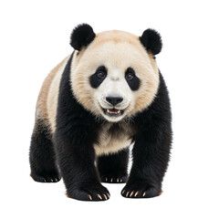 Obraz premium Giant panda bear standing on transparent background isolated on transparent background