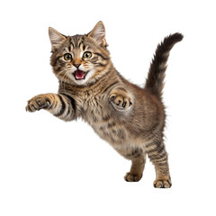 Fototapeta premium Playful tabby kitten jumping with mouth open isolated on transparent background
