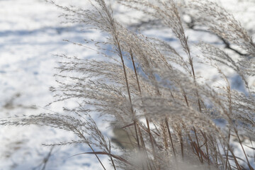 dried ornamental grass seed pod plumes outdoors on a background of snow