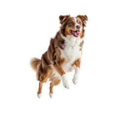 Happy australian shepherd dog jumping isolated on transparent background