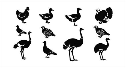 Diverse Black Silhouette Icons of Poultry, Game Birds, and Large Avian Species Set