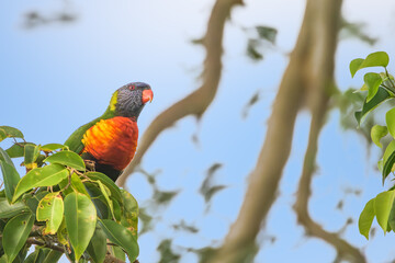 Bushland Colourburst